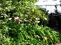 gal/holiday/Yeovil Area 2007 - Tintihull Gardens/_thb_Tintinhull_Gardens_P1010011.jpg